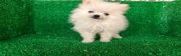 Pomerania perros en venta: Pomerania  - Anuncio 3