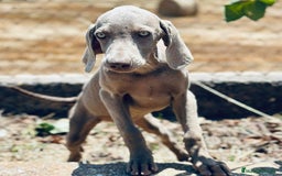 Weimaraner perros en venta: Braco  de weimar hembra  - Imagen 2