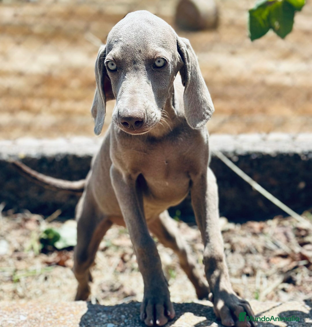 Weimaraner perros en venta: Braco  de weimar hembra  - Imagen 2