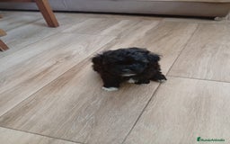 Raza Mixta perros en venta: Bichón habanero bichón maltes toys - Imagen 3