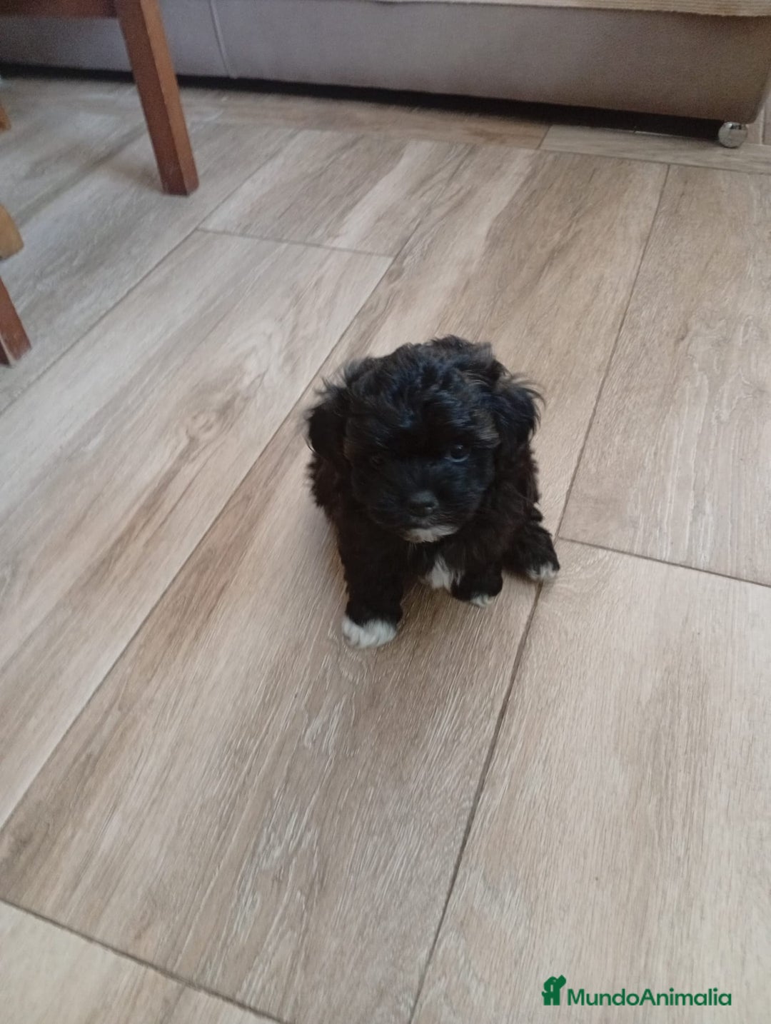 Raza Mixta perros en venta: Bichón habanero bichón maltes toys - Imagen 3