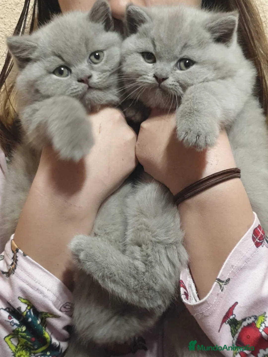 Británico de Pelo Corto Azul gatos en venta: BRITISH - Anuncio 1