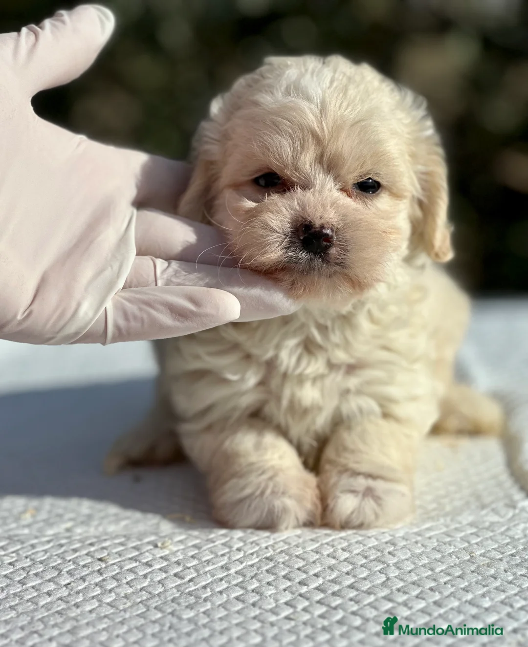 Maltipoo perros en venta: MALTIPOO HEMBRA DISPONIBLE en Barcelona - Anuncio 5