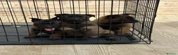 Pastor Belga Malinois perros en venta: Cachorros Malinois  - Anuncio 5