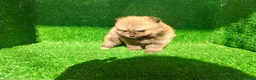 Pomerania perros en venta: Pomerania  - Anuncio 2