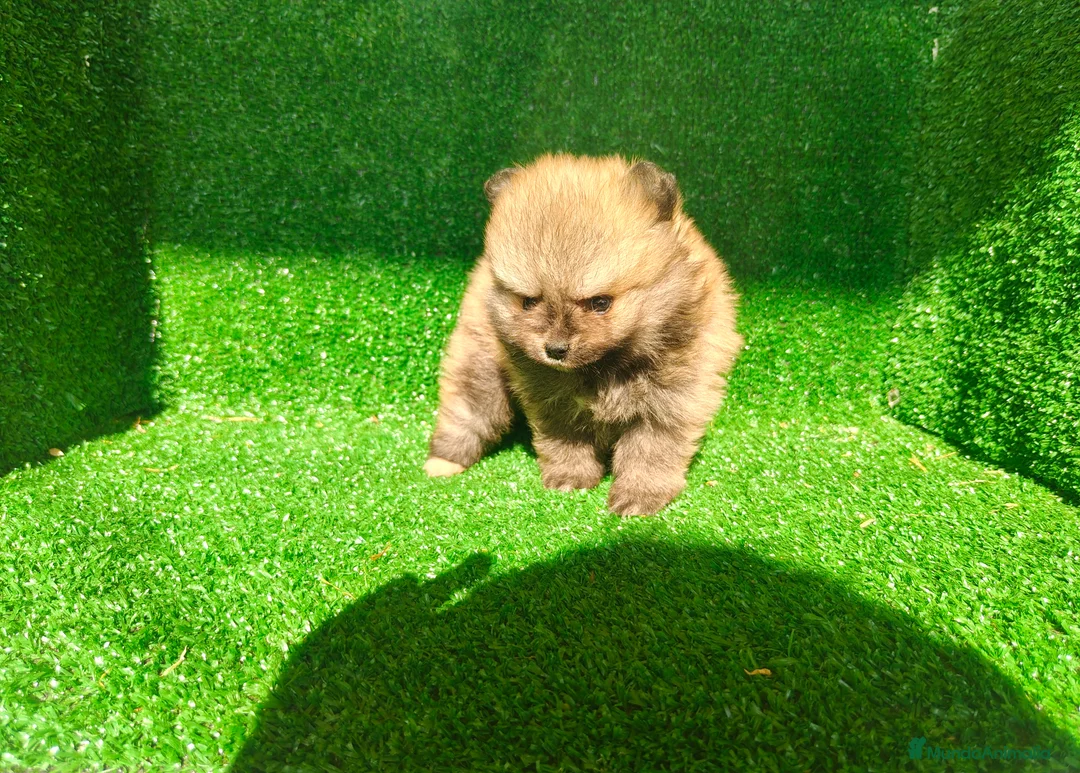 Pomerania perros en venta: Pomerania  - Anuncio 2