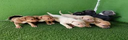 American Bully perros en venta: American bully XL - Anuncio 5