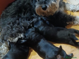 Schnauzer Miniatura perros Schnauzer mini negro-plata - Anuncio 1
