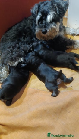 Schnauzer Miniatura perros Schnauzer mini negro-plata - Anuncio 1