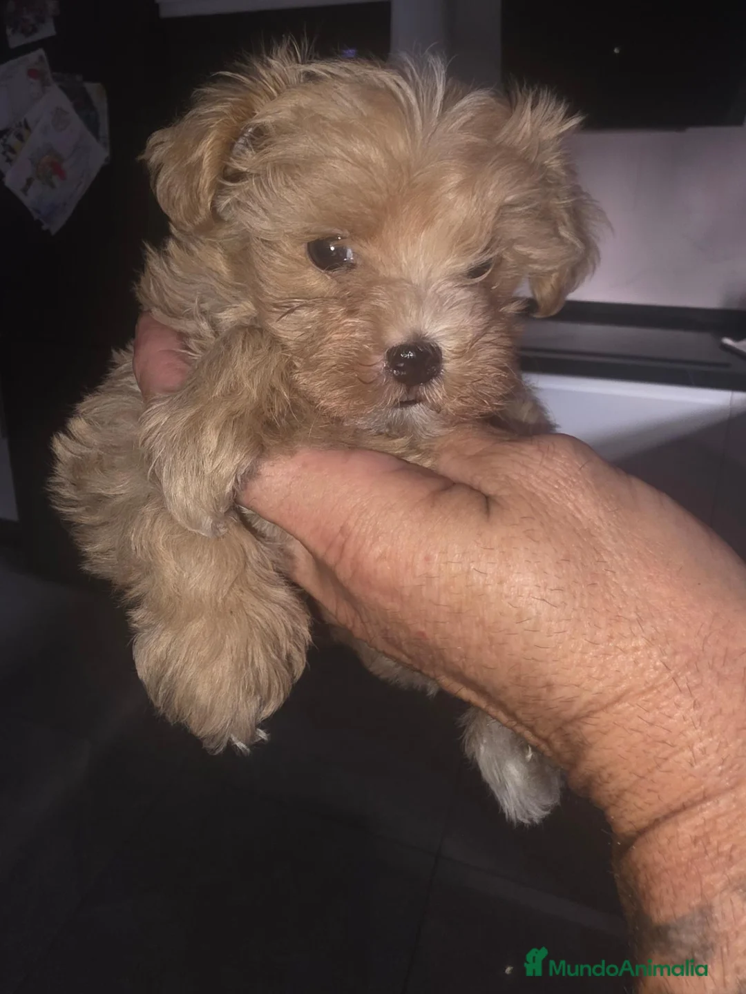Maltipoo perros en venta: Maltipoo - Anuncio 1