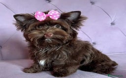 Yorkshire Terrier perros en venta: Hembra Yorkshire color chocolate  - Imagen 1