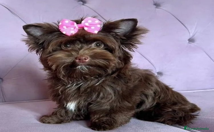 Yorkshire Terrier perros - Anuncio 7