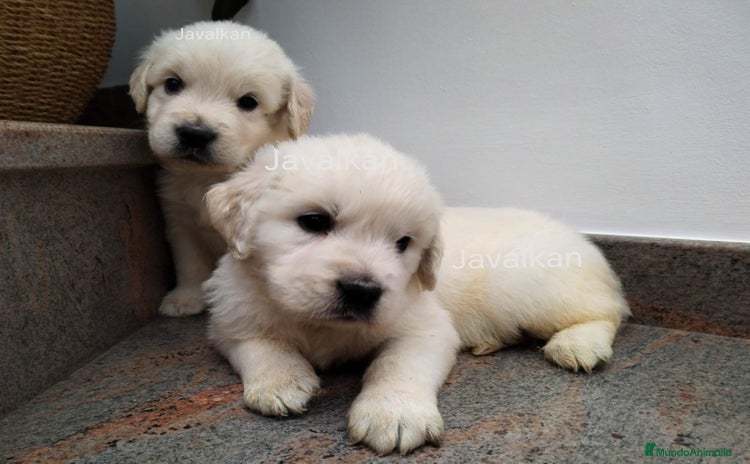 Golden Retriever perros - Anuncio 3