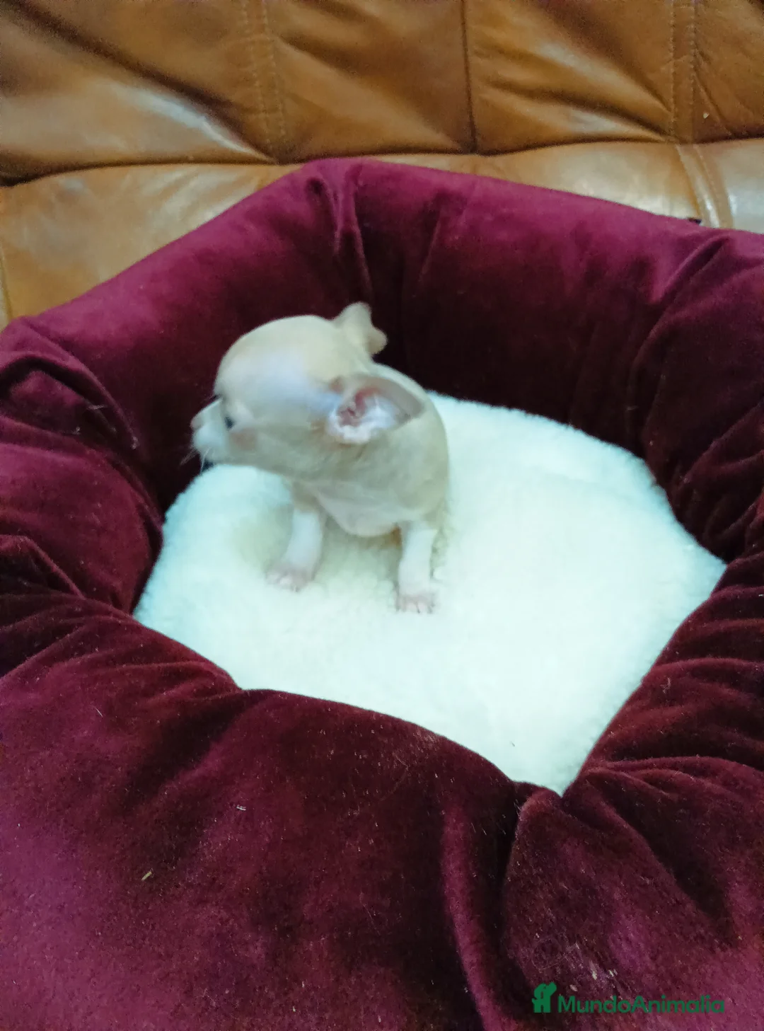 Chihuahua perros en venta: CHIHUAHUA TOY DE BOLSILLO - Anuncio 2