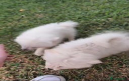 Pomerania perros en venta: Lulu pomerania toy - Imagen 2