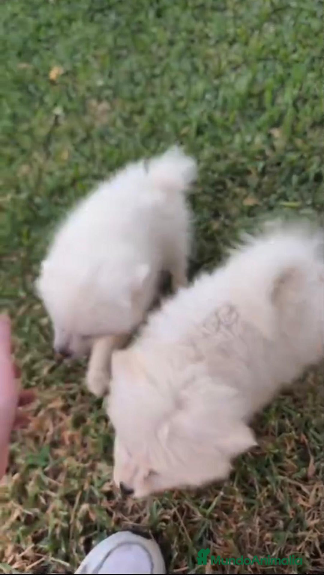 Pomerania perros en venta: Lulu pomerania toy - Imagen 2