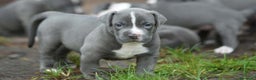 American Staffordshire-Terrier perros en venta: AMERICAN STAFFORD BLUE 631 67 03 85 - Anuncio 4