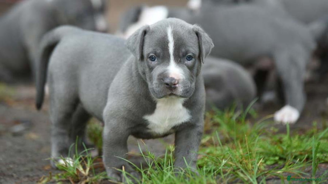 American Staffordshire-Terrier perros en venta: AMERICAN STAFFORD BLUE 631 67 03 85 - Imagen 4
