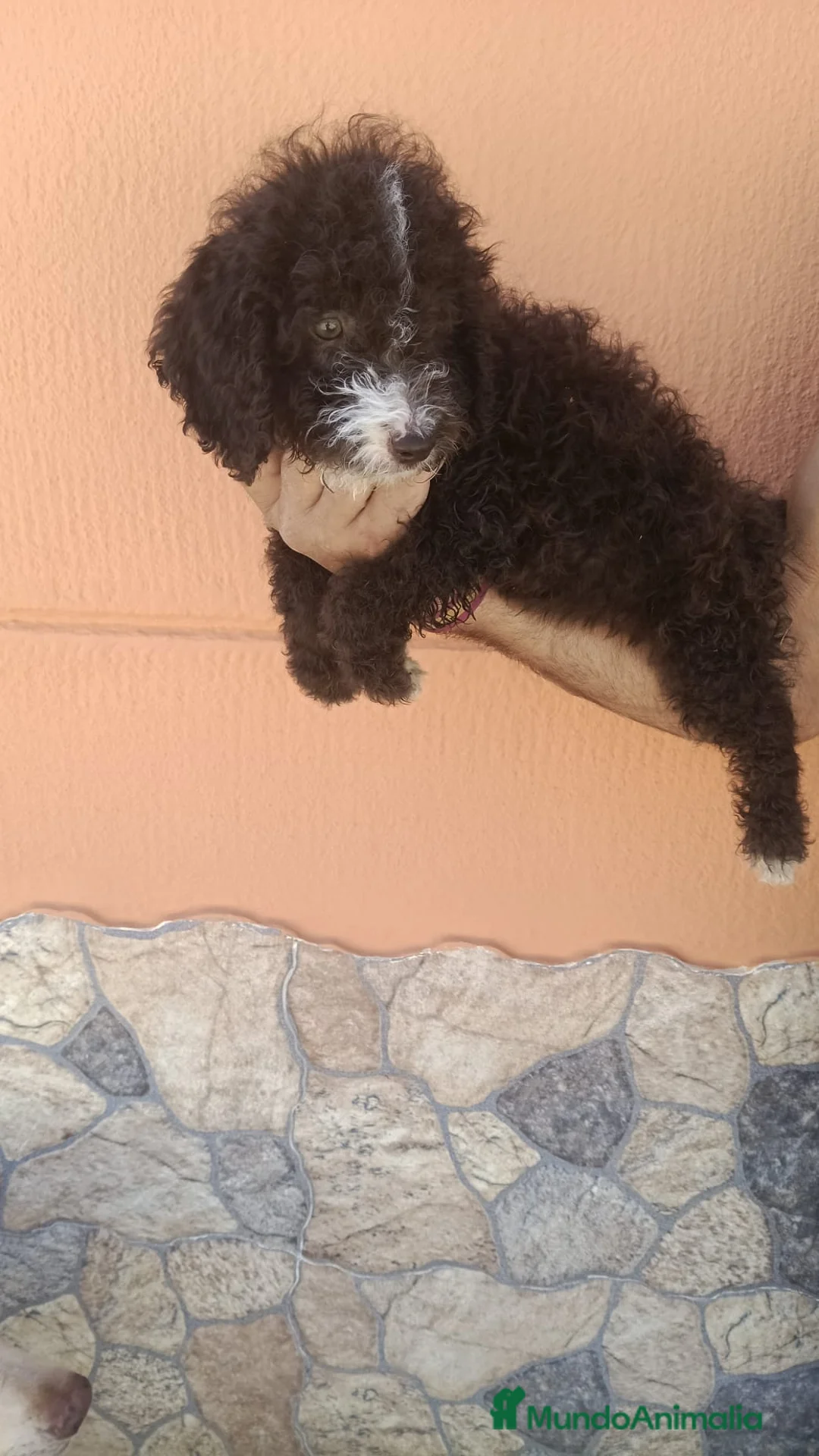 Perro de Agua Español perros en venta: Cachorros perros de agua chocolate 🐶🐾 - Anuncio 12