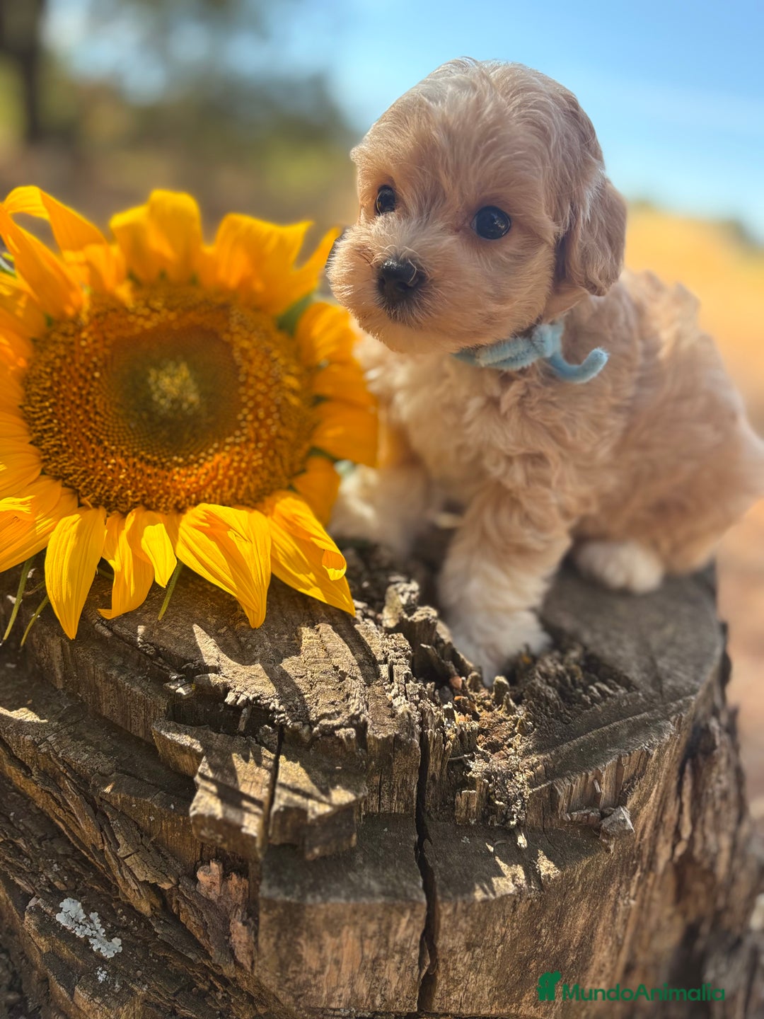 Maltipoo perros en venta: Maltipoo de caramelo !!!!!! - Imagen 6