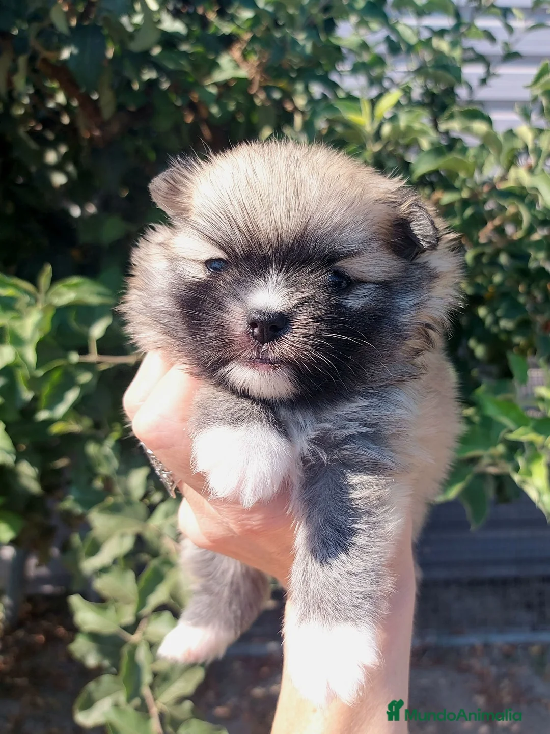 Pomerania perros en venta: Pomeranias - Anuncio 2