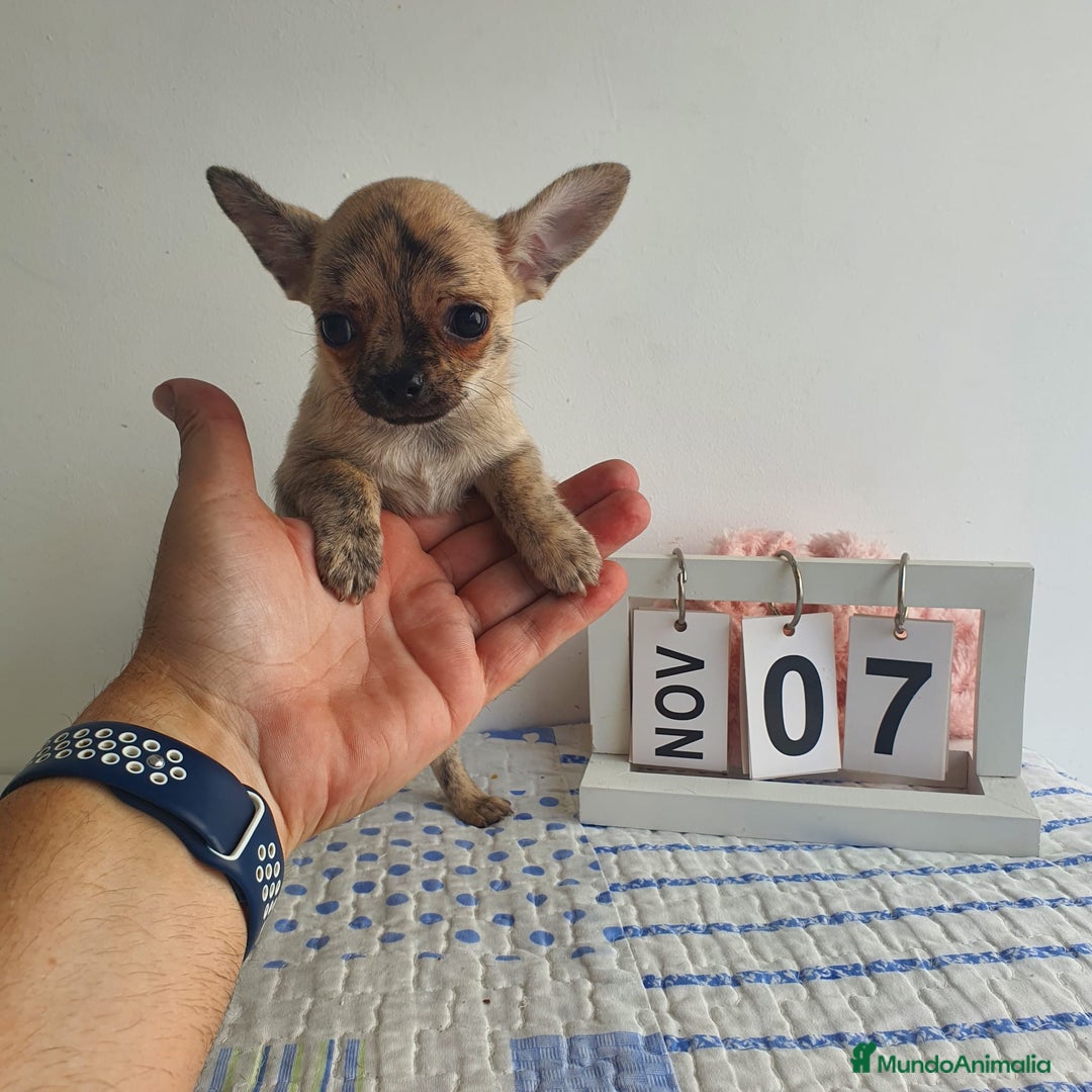 Chihuahua perros en venta: Chihuahua miniatura  - Imagen 1