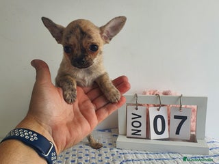 Chihuahua perros - Anuncio 4