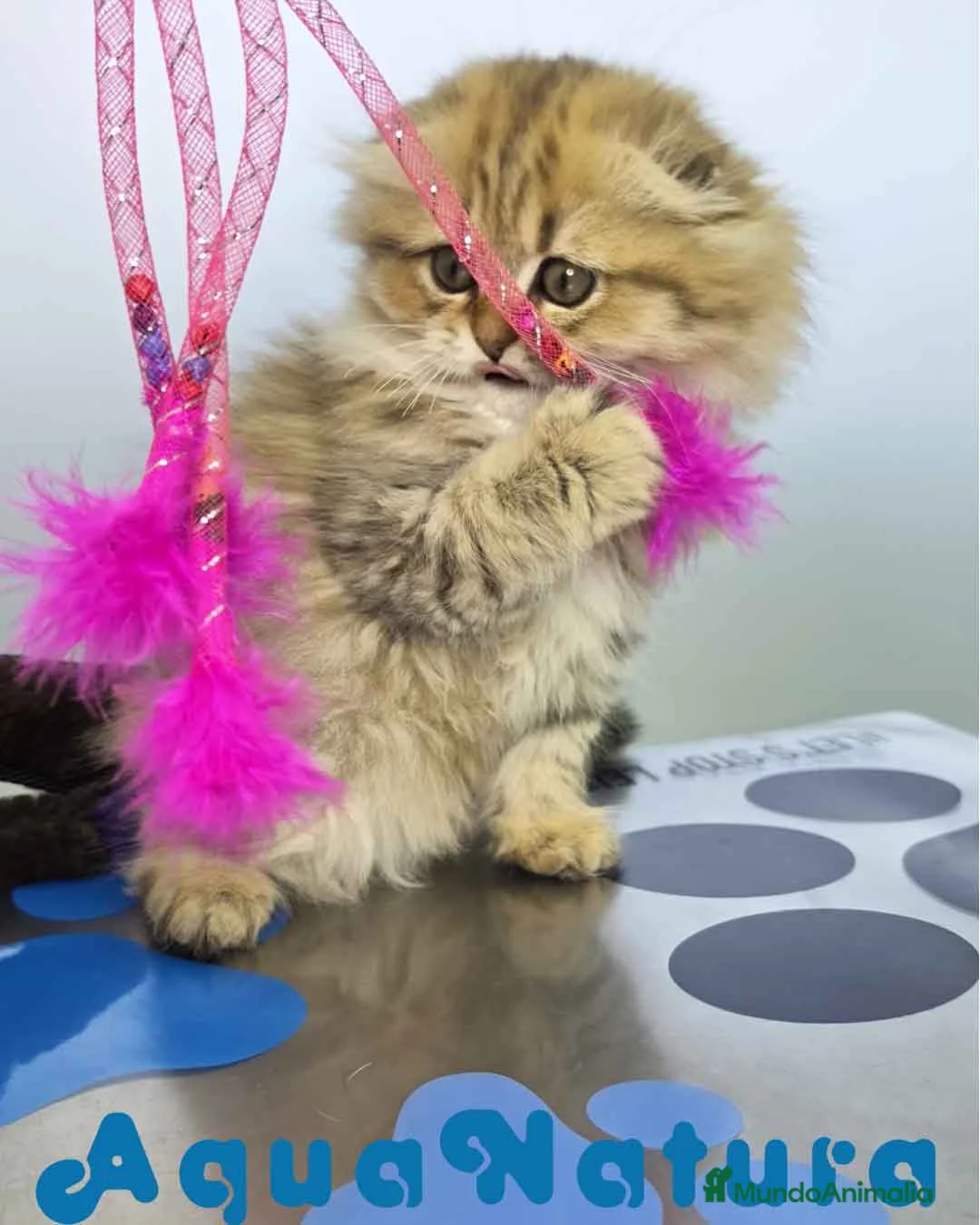 Scottish Fold gatos en venta: Scottish Fold Longhair Hembra 1987 AQUANATURA  - Anuncio 2