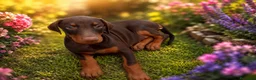 Dobermann perros en venta: Hembra Doberman chocolate🐶🐾 en Sevilla - Anuncio 1