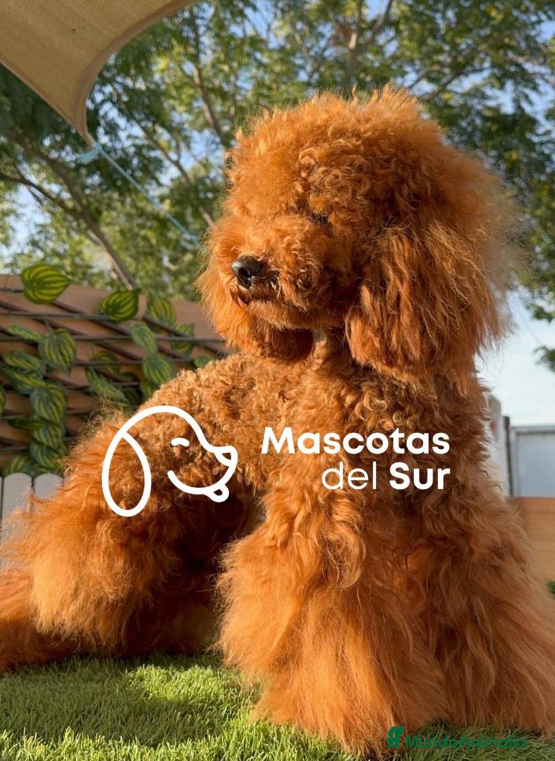 Caniche Toy perros en venta: CANICHE ROJO - Anuncio 10