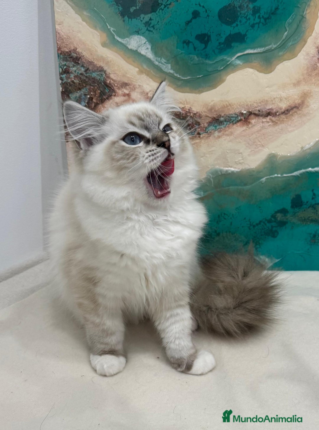 Ragdoll gatos en venta: Gatito ragdoll macho Seal Tabby Mitted - Anuncio 5