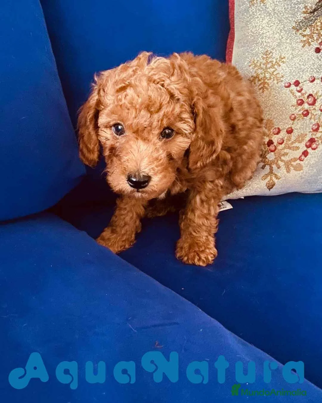 Caniche Toy perros en venta: Camada Caniches Barbie y Can - AQUANATURA en Barcelona - Anuncio 6