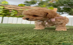 Caniche Toy perros en venta: CANICHE TOY HEMBRA - Imagen 20