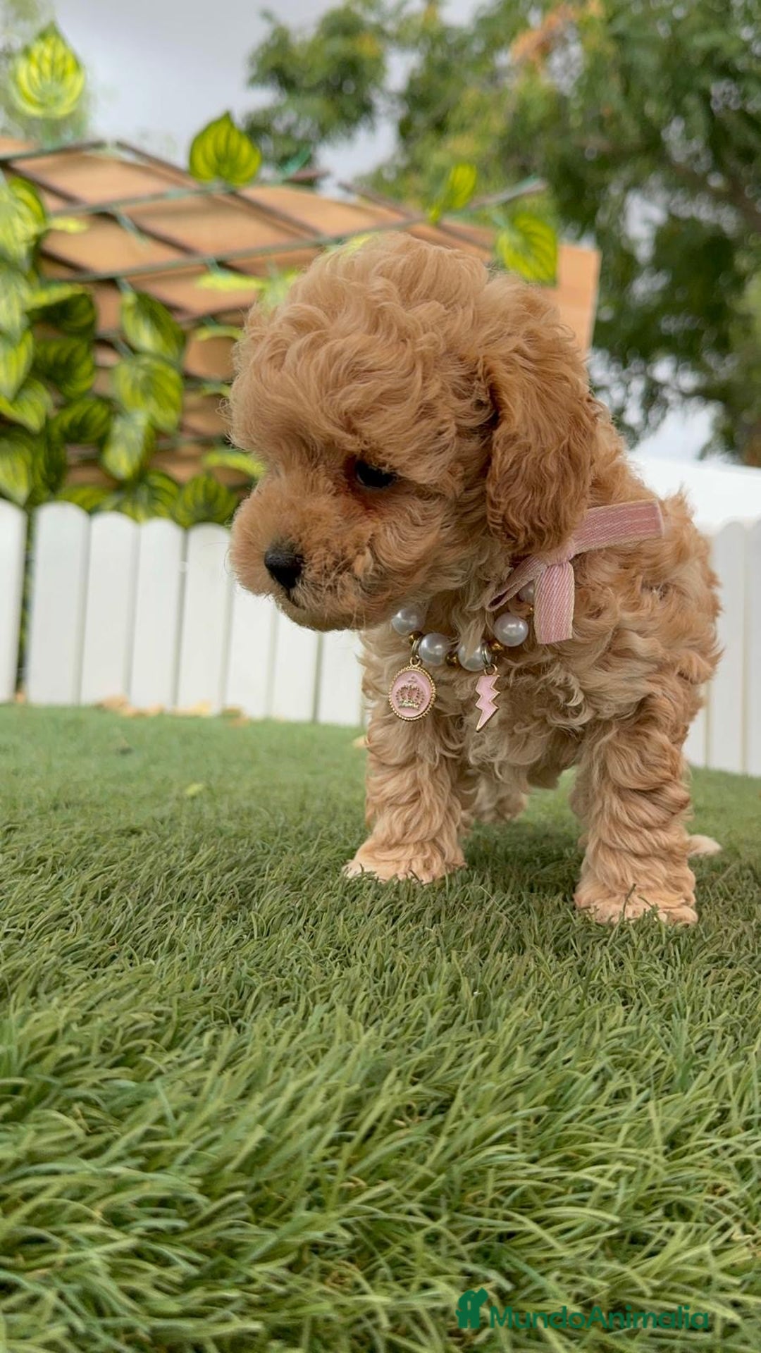 Caniche Toy perros en venta: CANICHE TOY HEMBRA - Imagen 20
