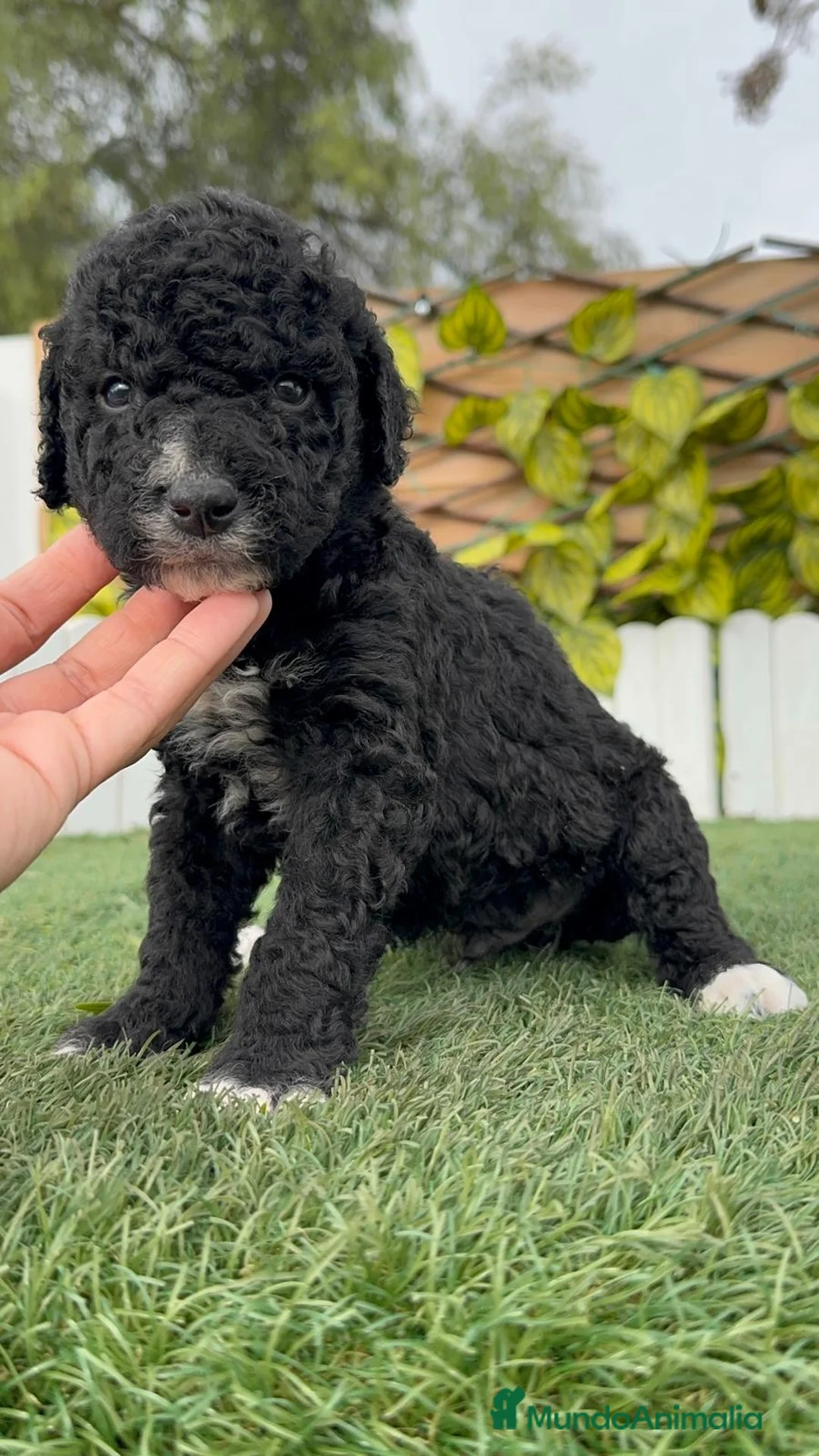 Perro de Agua Español perros en venta: PERRO DE AGUA MACHO - Anuncio 7