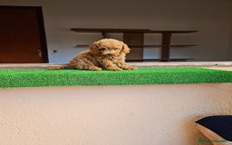 Raza Mixta perros en venta: Caniche toy - Imagen 5