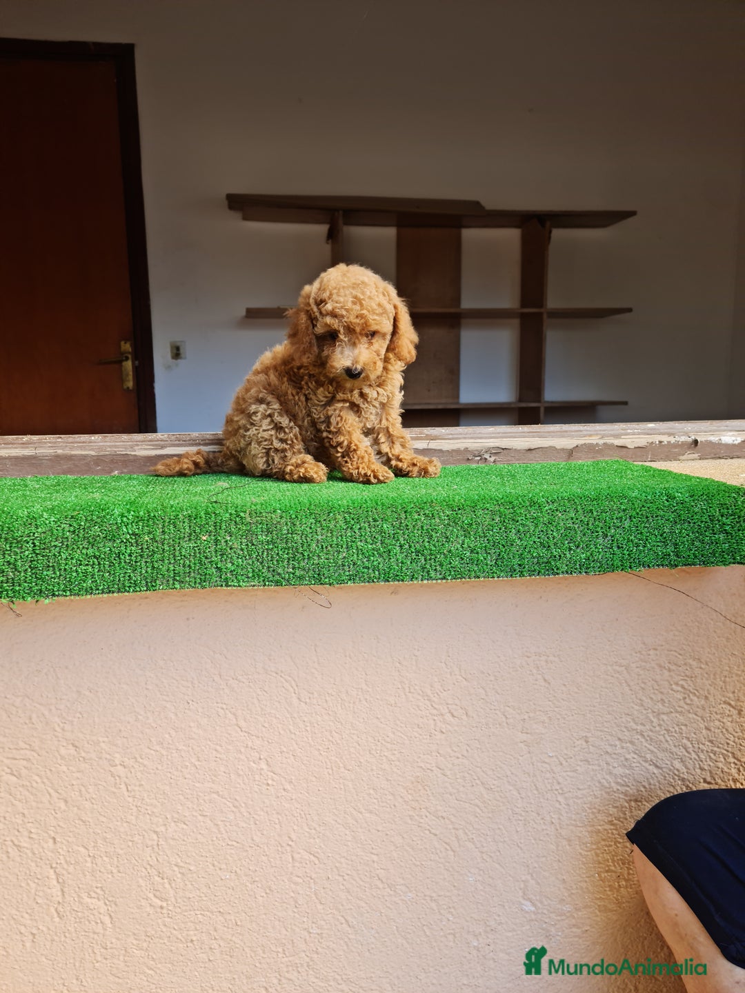 Raza Mixta perros en venta: Caniche toy - Imagen 5