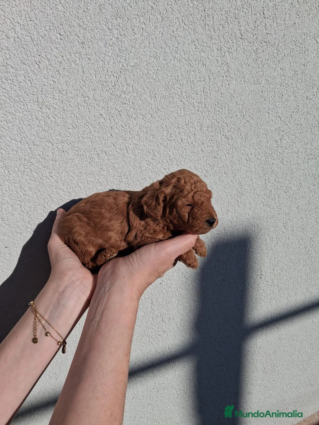 Caniche Toy perros en venta: Cachorros caniche - Anuncio 1