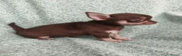 Chihuahua perros en venta: Chihuahua Toy - Anuncio 3