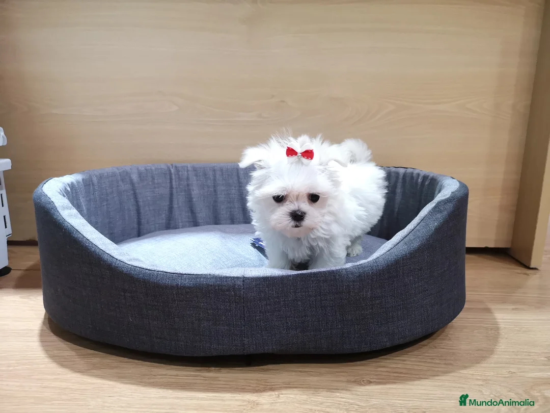 Bichón Maltés perros en venta: Bichón Maltés muy bonitos en Barcelona - Anuncio 4