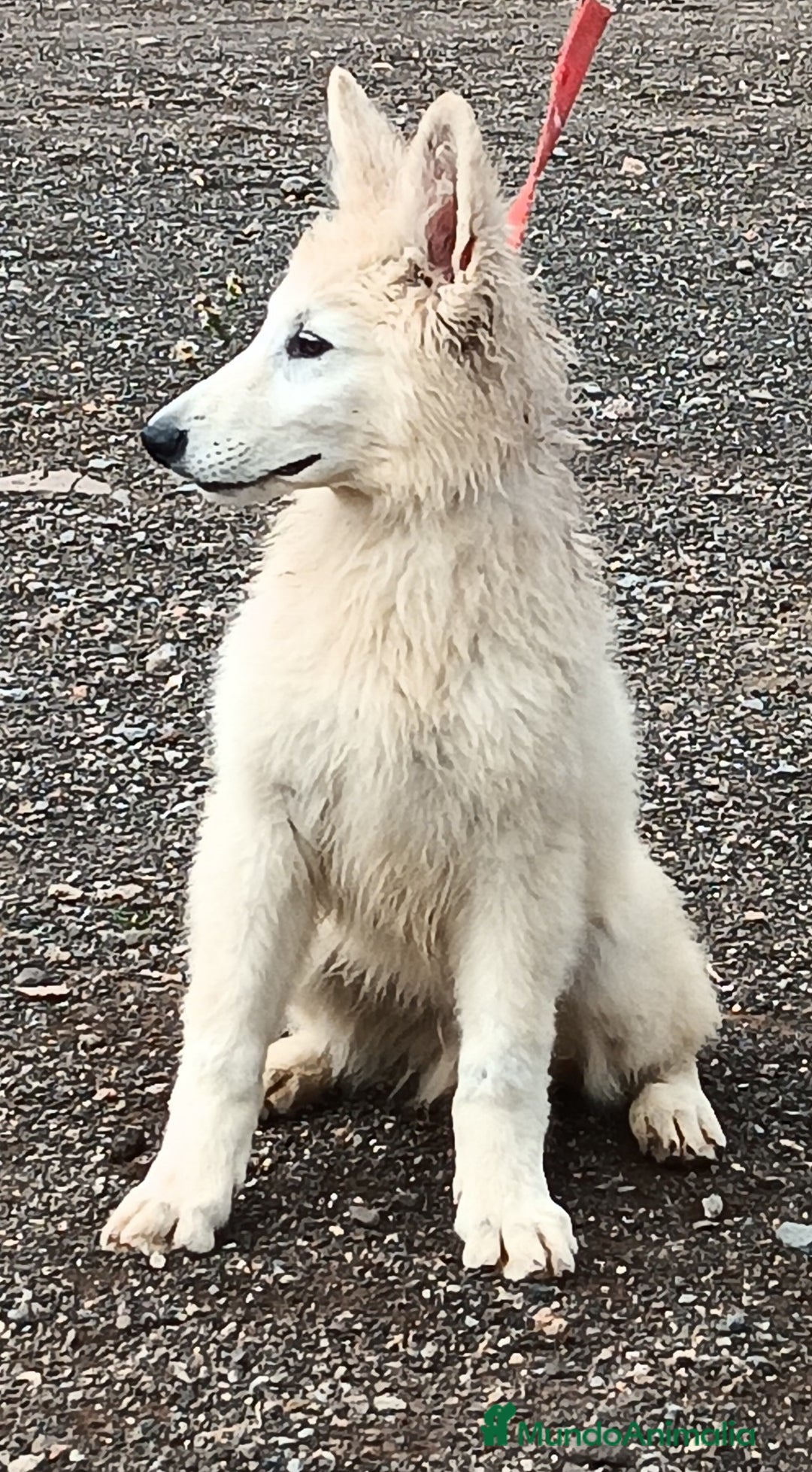 Pastor Blanco Suizo perros en venta: Pastor Blanco Suizo macho - Anuncio 2