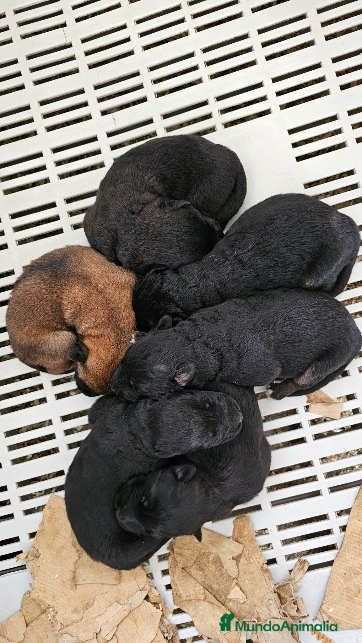Pastor Alemán perros Espectaculares cachorros de pastor alemán - Anuncio 1