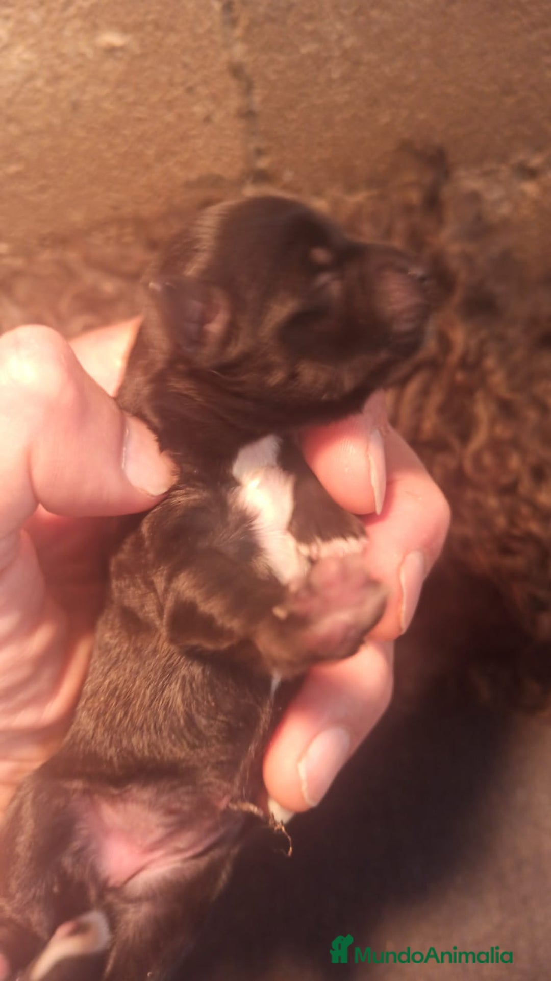 Maltipoo perros en venta: CACHORRAS MALTIPOO - Imagen 4