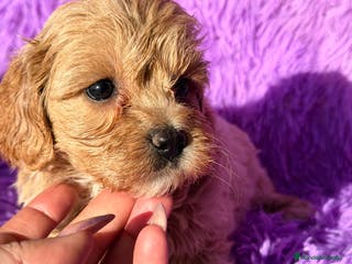 Maltipoo perros Maltipoo Minitoy - Anuncio 4