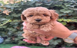 Caniche Toy perros en venta: caniche  - Imagen 6