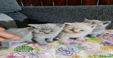 Australian Mist gatos - Anuncio 1