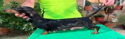 Teckel Miniatura perros en venta: Teckels Miniatura de calidad  - Anuncio 10