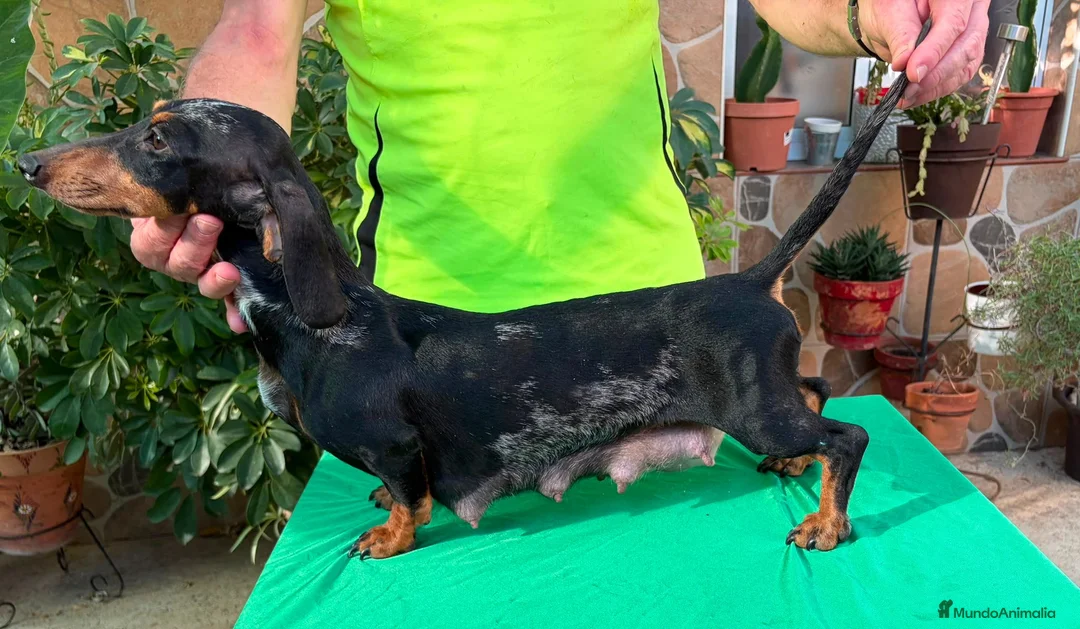 Teckel Miniatura perros en venta: Teckels Miniatura de calidad  - Anuncio 10