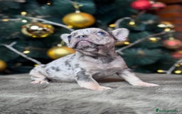 Bulldog Francés perros en venta: BULLDOG FRANCÉS / EXCLUSIVIDAD EN CADA CACHORRO  - Anuncio 5