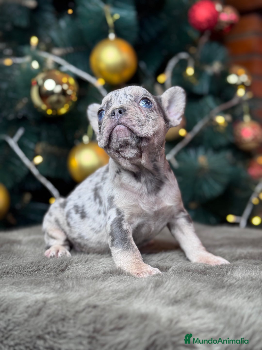 Bulldog Francés perros en venta: BULLDOG FRANCÉS / EXCLUSIVIDAD EN CADA CACHORRO  - Anuncio 5